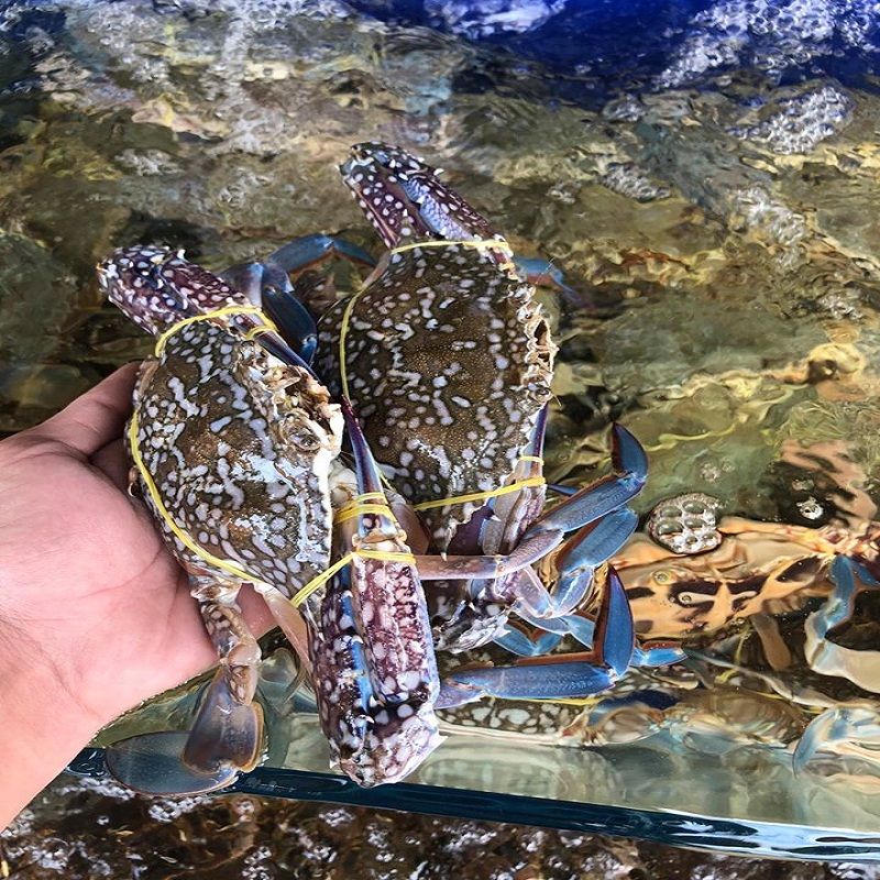  GHẸ XANH PHAN THIẾT LOẠI 1 