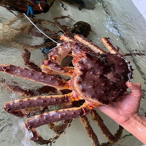 king crab cua hoang de