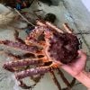king crab cua hoang de