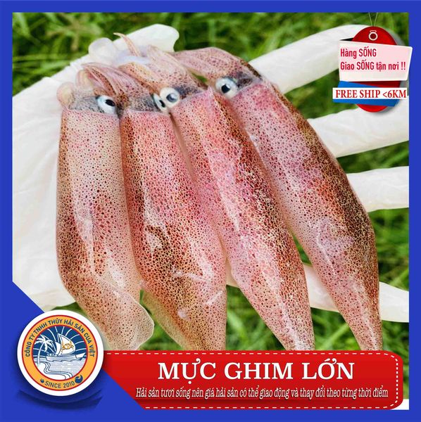  MỰC GHIM LỚN 