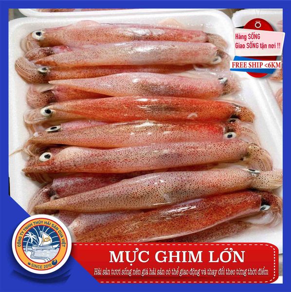  MỰC GHIM LỚN 