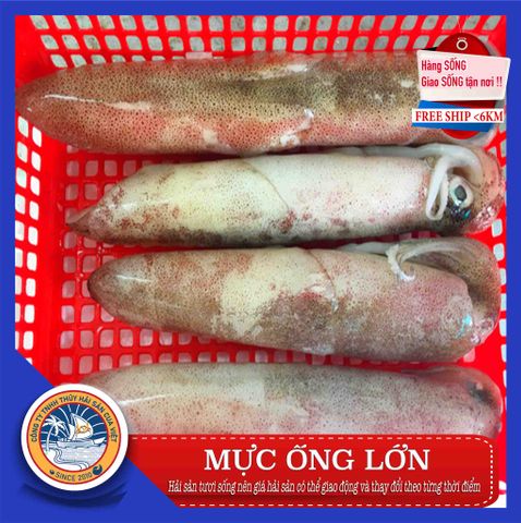 muc ong lon