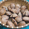 ngaochot