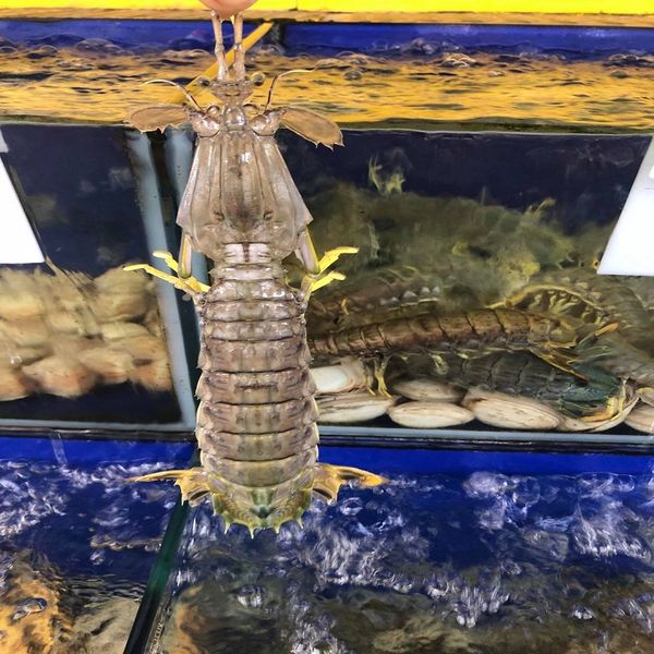  TÔM TÍT - BỀ BỀ 