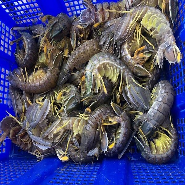  TÔM TÍT - BỀ BỀ 