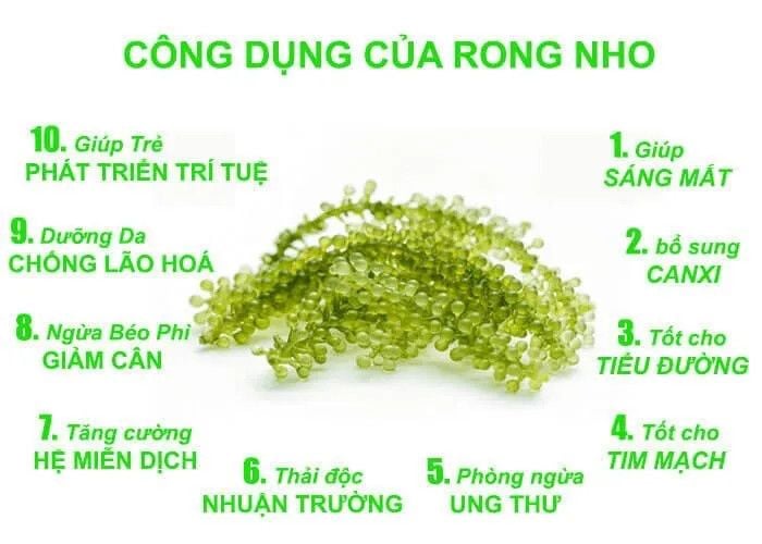 RONG NHO NINH THUẬN