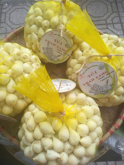 TỎI CÔ ĐƠN PHAN RANG NINH THUẬN LOẠI 1