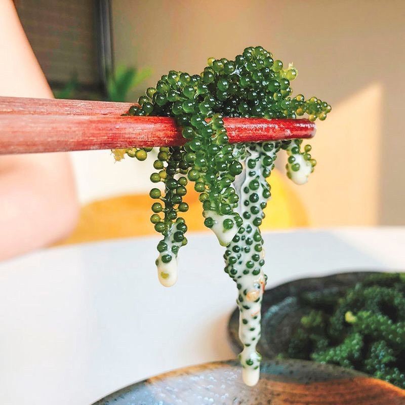 RONG NHO NINH THUẬN