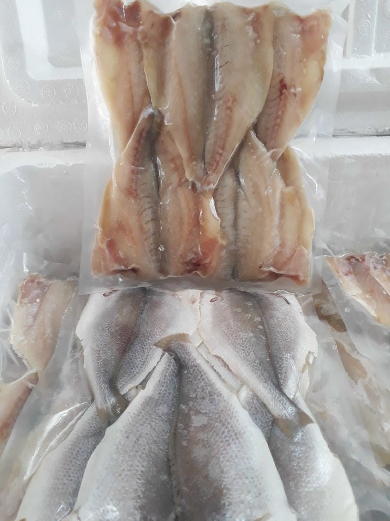 CÁ ĐÙ 1 NẮNG