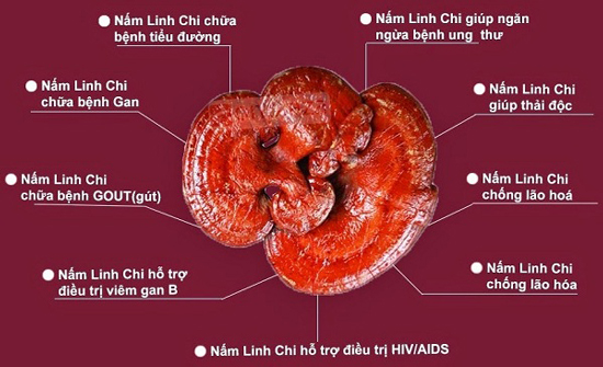 cach-su-dung-nam-linh-chi-chua-benh