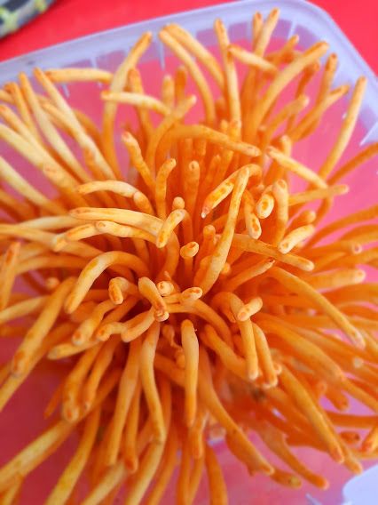 ĐÔNG TRÙNG HẠ THẢO HỮU CƠ