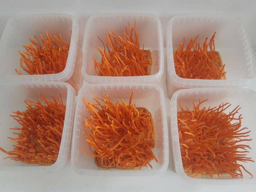 Đông trùng hạ thảo hữu cơ sấy nguyên đế