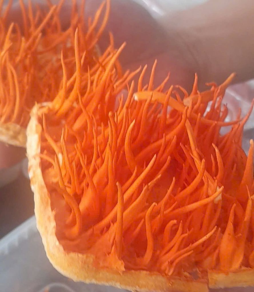 Đông trùng hạ thảo hữu cơ sấy nguyên đế