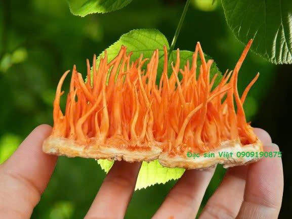 Đông trùng hạ thảo hữu cơ sấy nguyên đế