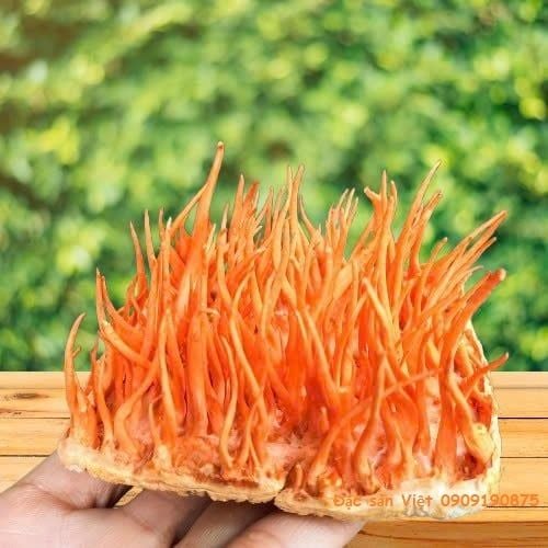 Đông trùng hạ thảo hữu cơ sấy nguyên đế