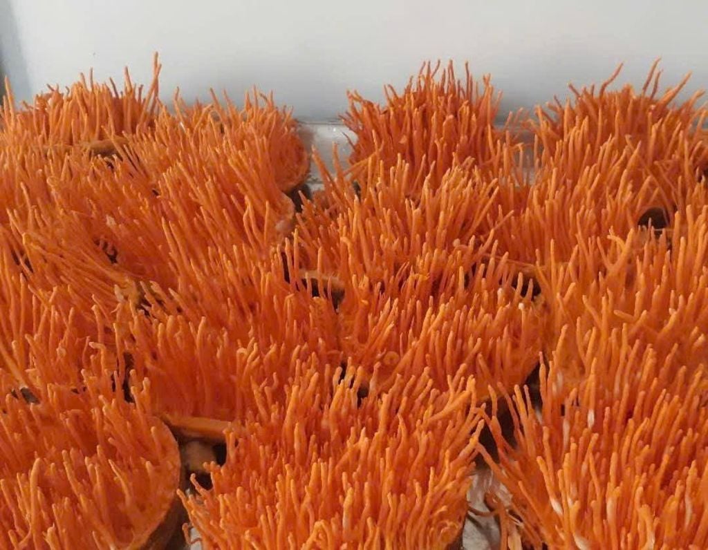 Rượu Kenko đông trùng hạ thảo hữu cơ