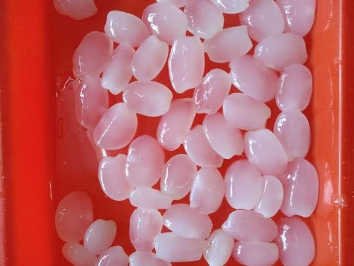 Hạt đác Nha Trang tươi