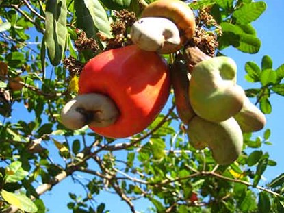 imxktrong-dieu-1-szyf-jpg