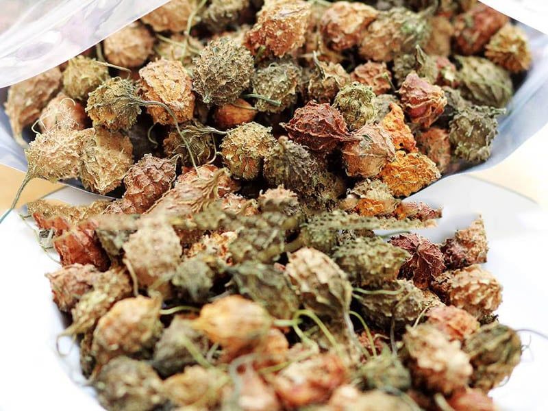 KHỔ QUA RỪNG NGUYÊN TRÁI
