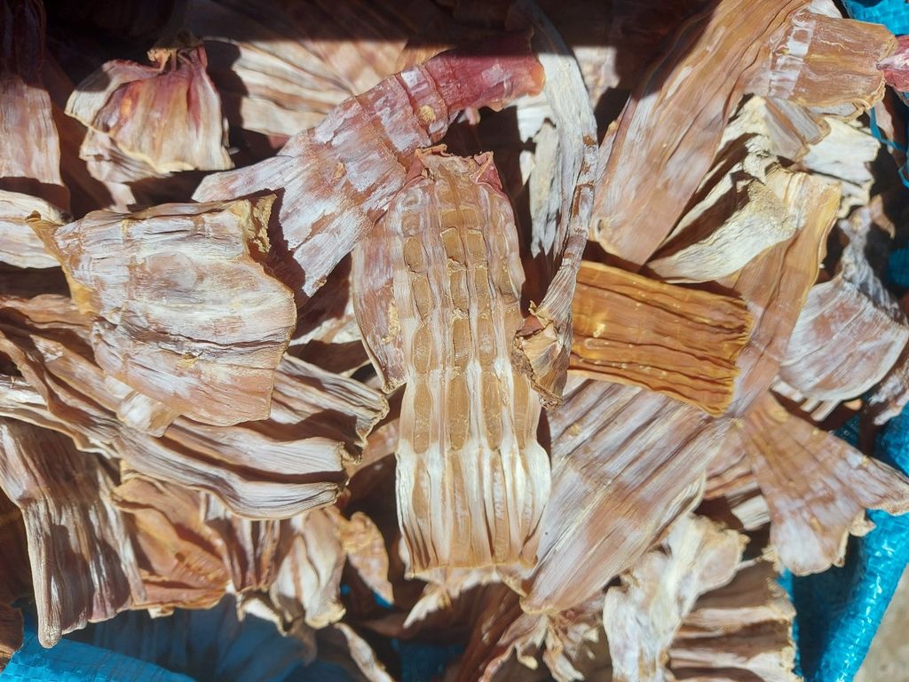 MĂNG RỪNG BÁC ÁI NINH THUẬN