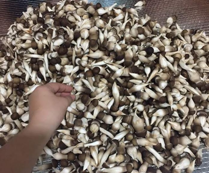 NẤM MỐI HỮU CƠ