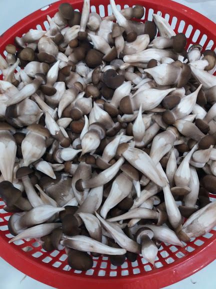 NẤM MỐI HỮU CƠ