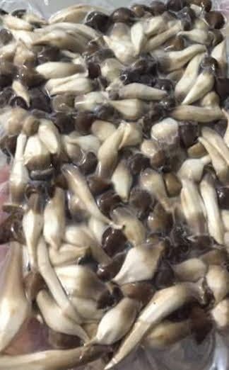 NẤM MỐI HỮU CƠ