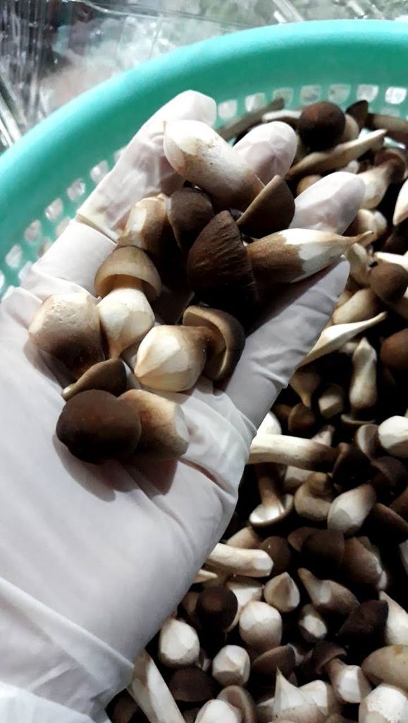 NẤM MỐI HỮU CƠ