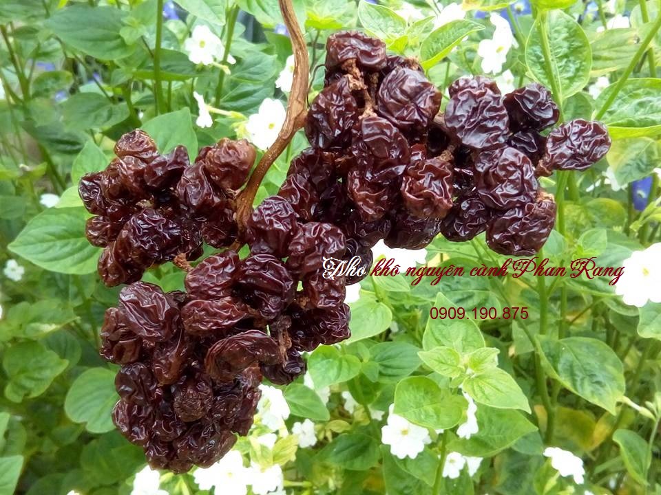 NHO KHÔ NGUYEN CANH DSV