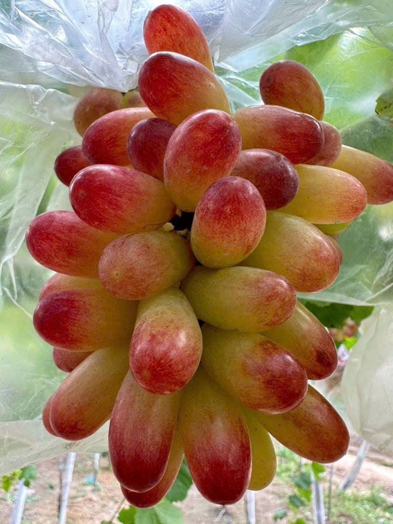 NHO NINH THUẬN - NHO HỒNG 152