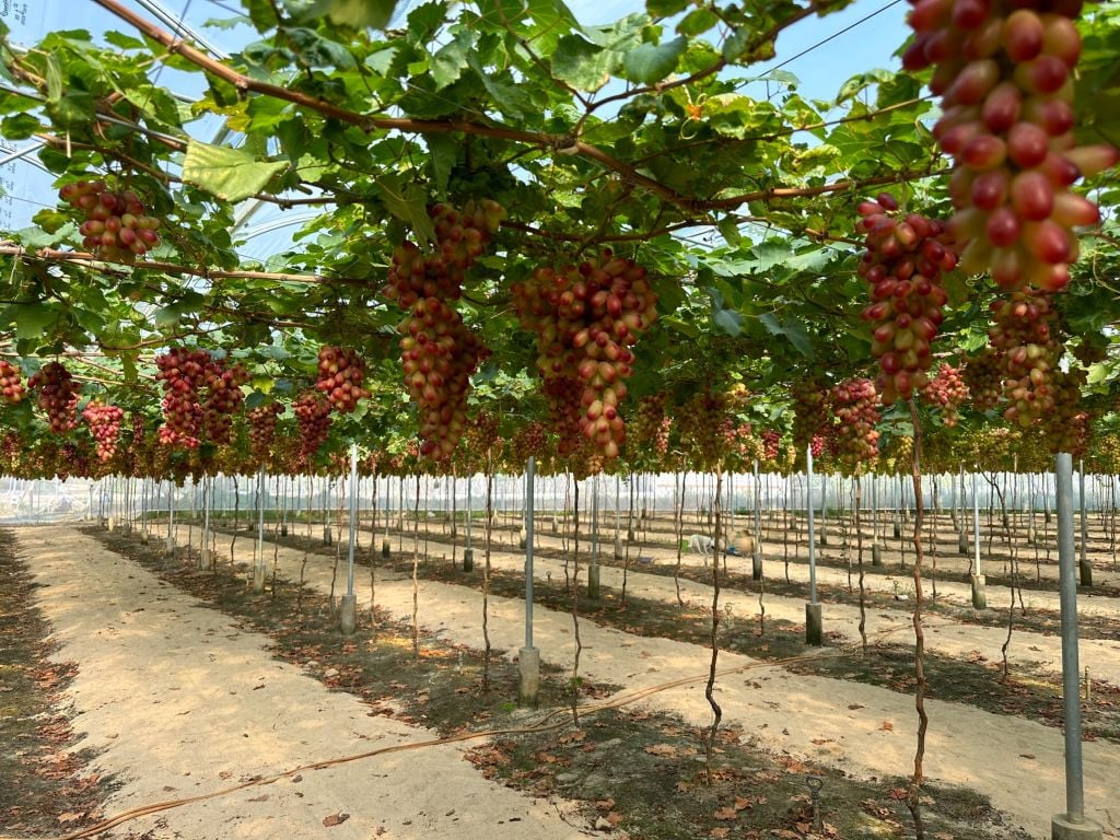 NHO NINH THUẬN - NHO HỒNG 152