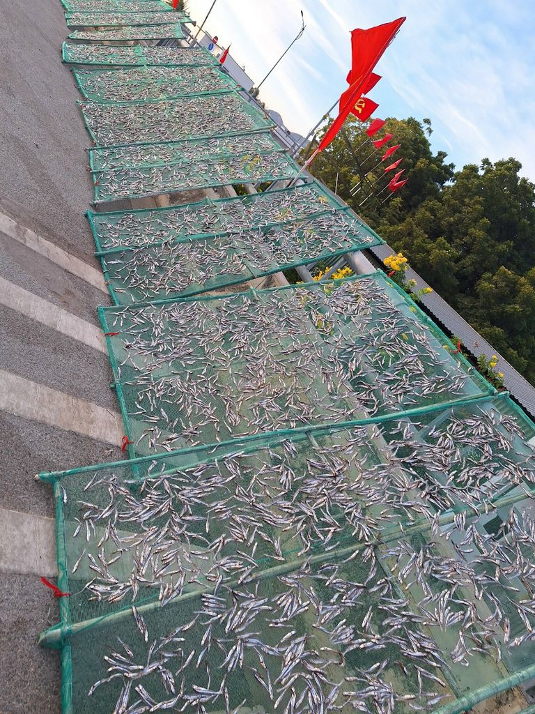 Khô cá cơm biển Ninh Thuận