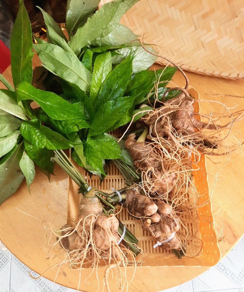 SÂM NGỌC LINH KON TUM