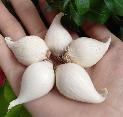 TOI CO DON DAC SAN VIET 2019