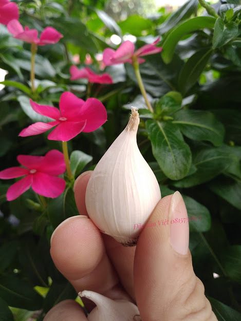 TỎI CÔ ĐƠN PHAN RANG NINH THUẬN LOẠI 1