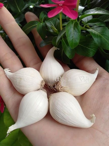 TỎI CÔ ĐƠN PHAN RANG NINH THUẬN LOẠI 1