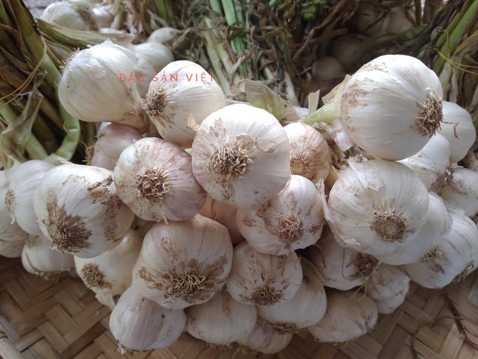 toi phan rang 2020 - 4