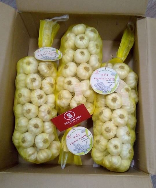 TỎI PHAN RANG NINH THUẬN LOẠI 1