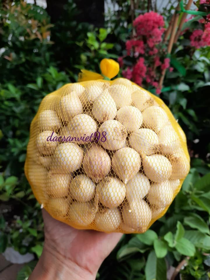 TỎI CÔ ĐƠN PHAN RANG NINH THUẬN LOẠI 1