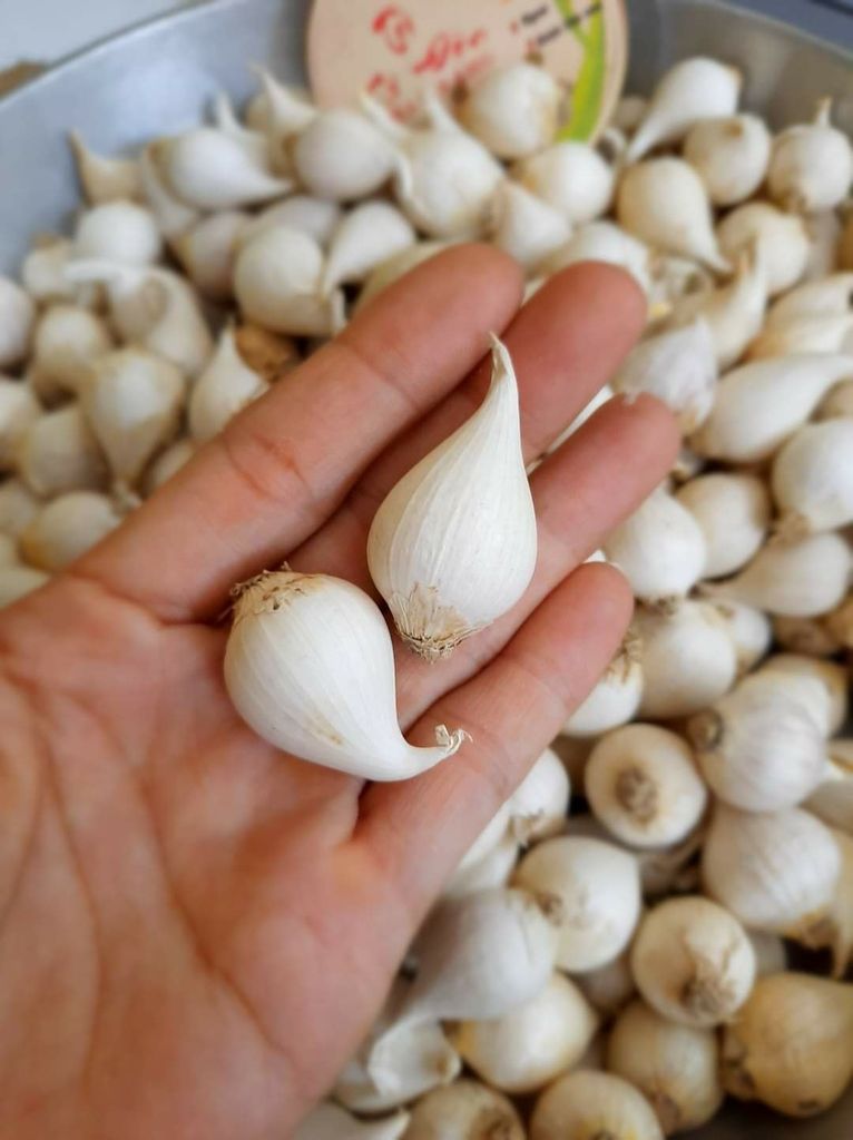 TỎI CÔ ĐƠN PHAN RANG NINH THUẬN LOẠI 1