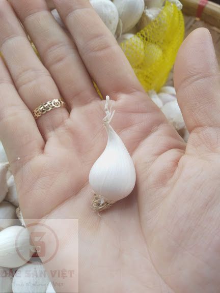 TỎI CÔ ĐƠN PHAN RANG NINH THUẬN LOẠI 1