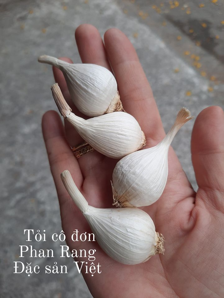 TỎI CÔ ĐƠN PHAN RANG NINH THUẬN LOẠI 1