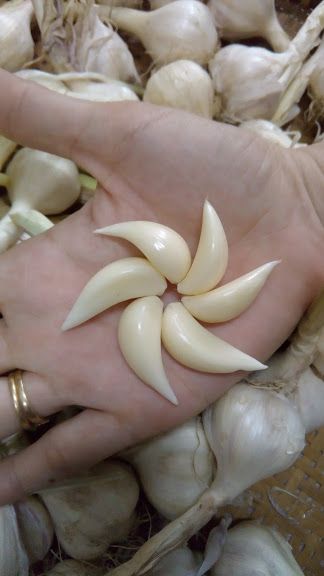 TỎI PHAN RANG NINH THUẬN LOẠI 1