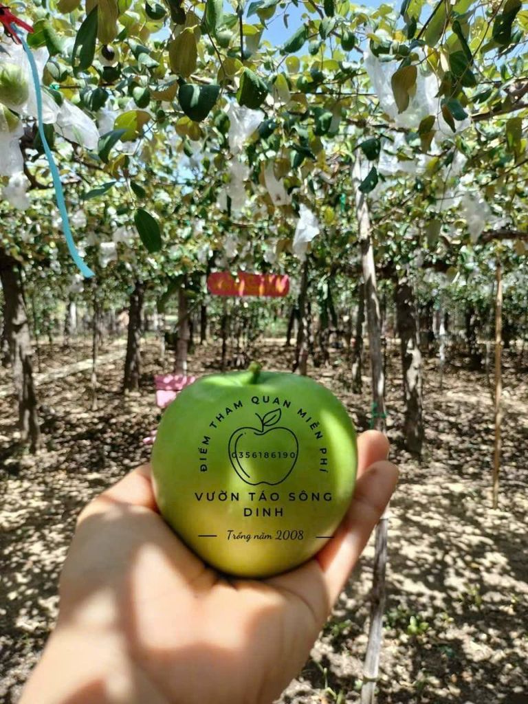 TÁO BOM SÔNG DINH - PHAN RANG