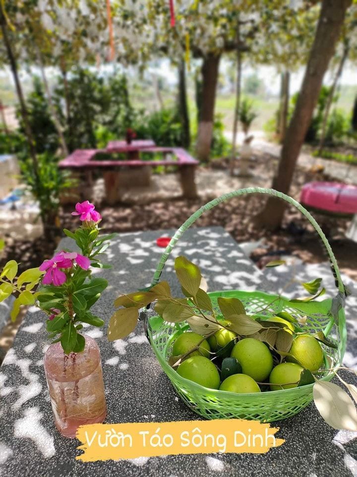 TÁO BOM SÔNG DINH - PHAN RANG