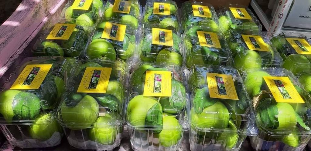 TÁO BOM SÔNG DINH - PHAN RANG