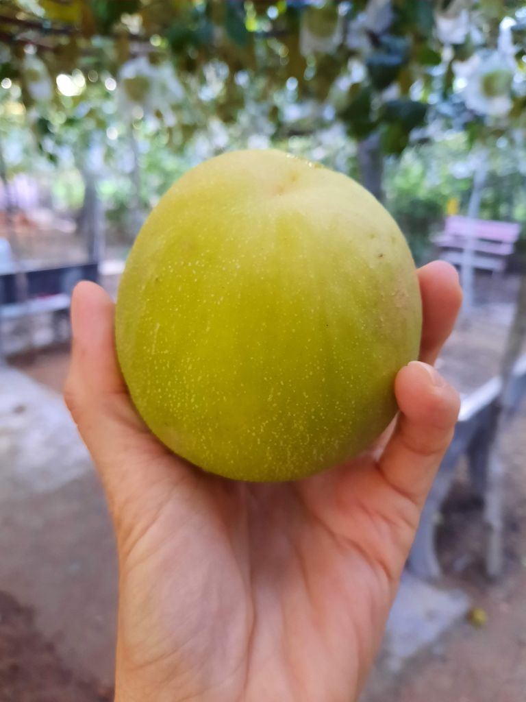 TÁO BOM SÔNG DINH - PHAN RANG