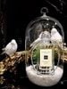  Nước hoa Jo Malone London Midnight Musk & Amber Cologne Chiết 10ml 