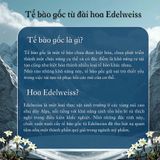  Kem tế bào gốc tái tạo tế bào da TBG01 