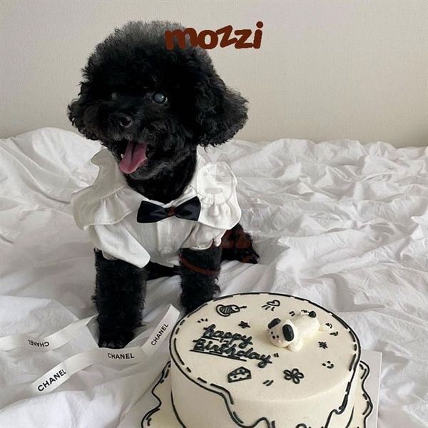 Đầm caro 3 món Hipidog cho chó mèo